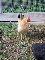 20180524_071531.jpg