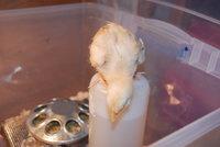 DSC_0375.JPG