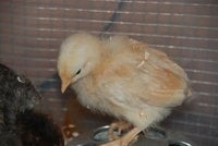 DSC_0368.JPG