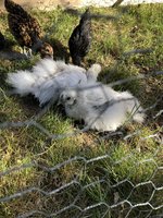 BA33867A-9DAA-416A-8854-79A119721E93.jpeg
