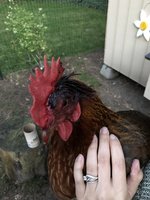 IMG_3695.jpeg