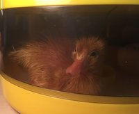 egg hatched drying 1.jpg