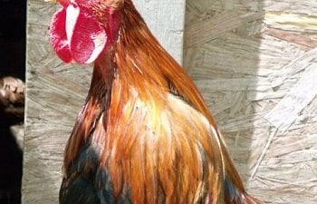 62652_cock_a_doodle_doo_welsummer_rooster.jpg