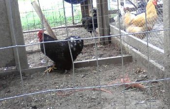 32601_my_chickens_039.jpg