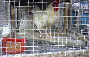 32601_my_chickens_027.jpg