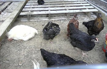 32601_my_chickens_020.jpg