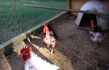 32601_my_chickens_015.jpg