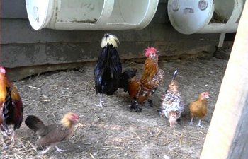 32601_my_chickens_009.jpg