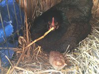 baby chick I.jpg