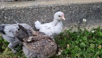 20180525_202225.jpg 20180525_202225.jpg