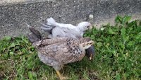 20180525_202231.jpg 20180525_202231.jpg