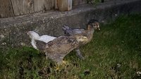 20180525_202136.jpg 20180525_202136.jpg
