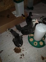 IMG_20180505_161102743.jpg