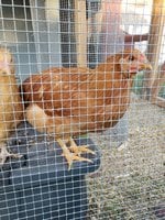 20180526_064752.jpg