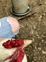 185885A9-0D58-4C8B-9B0E-0567363761DB.jpeg