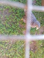 IMG_20180526_182149558.jpg