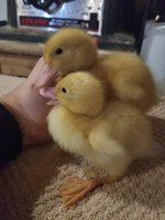 20180526_231947.jpg