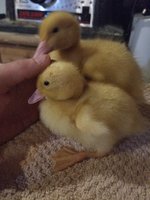 20180526_231937.jpg