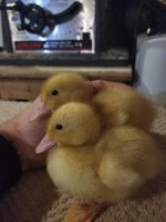 20180526_231956.jpg