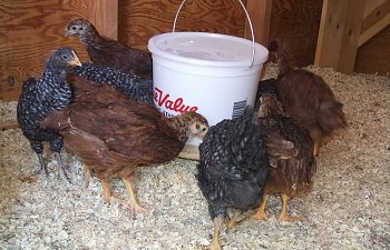 2007_1106Chicks0011.jpg