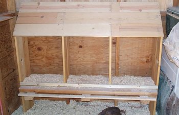 2007_1106Chicks0008.jpg