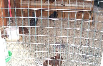 2007_1118Chicks0003.jpg