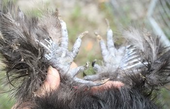 Silkies057.jpg Silkies057.jpg