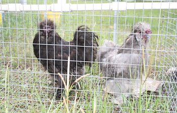 Silkies056.jpg