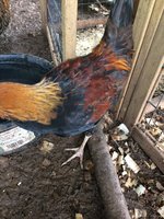 27D37177-5E70-4C08-A7AC-AC8BE93D7485.jpeg