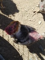 20180527_150453.jpg