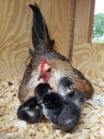 Resized_20180527_195300001.jpg