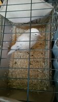 New.CutiePie.27May18.jpg