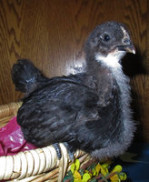 blk orp 3.jpg