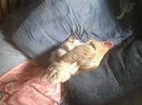 image.jpeg