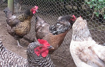 Flamen's Farm Gallery of Chickens, Ducks, Turkeys and Guinea's