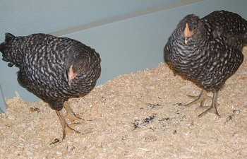 Chickens007.jpg