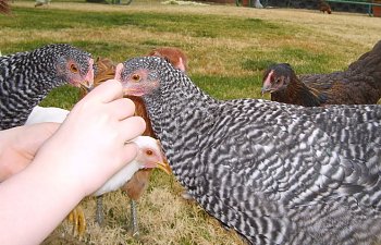 newchickens009.jpg newchickens009.jpg