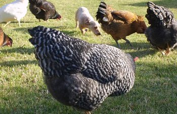 chickenseggs001.jpg chickenseggs001.jpg
