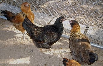 newchickens005-1.jpg