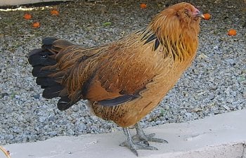 gardenchickens008.jpg gardenchickens008.jpg