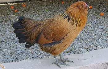 gardenchickens008.jpg