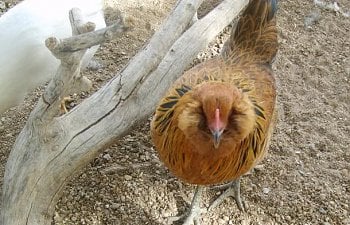 gardenchickens004-1.jpg gardenchickens004-1.jpg