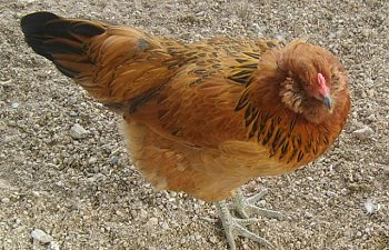 gardenchickens005.jpg gardenchickens005.jpg
