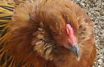 gardenchickens005comb.jpg gardenchickens005comb.jpg
