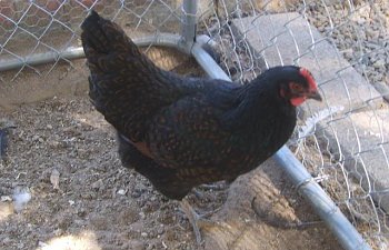 gardenchickens013.jpg