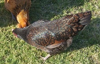 chickenseggs007.jpg chickenseggs007.jpg