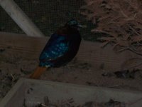 100_1471.JPG