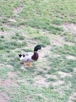 20180528_202900.jpg