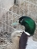 20180528_203321.jpg