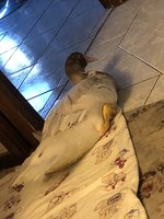 6B6650CA-DD7C-4BD5-BB06-6F6566E4EDE6.jpeg